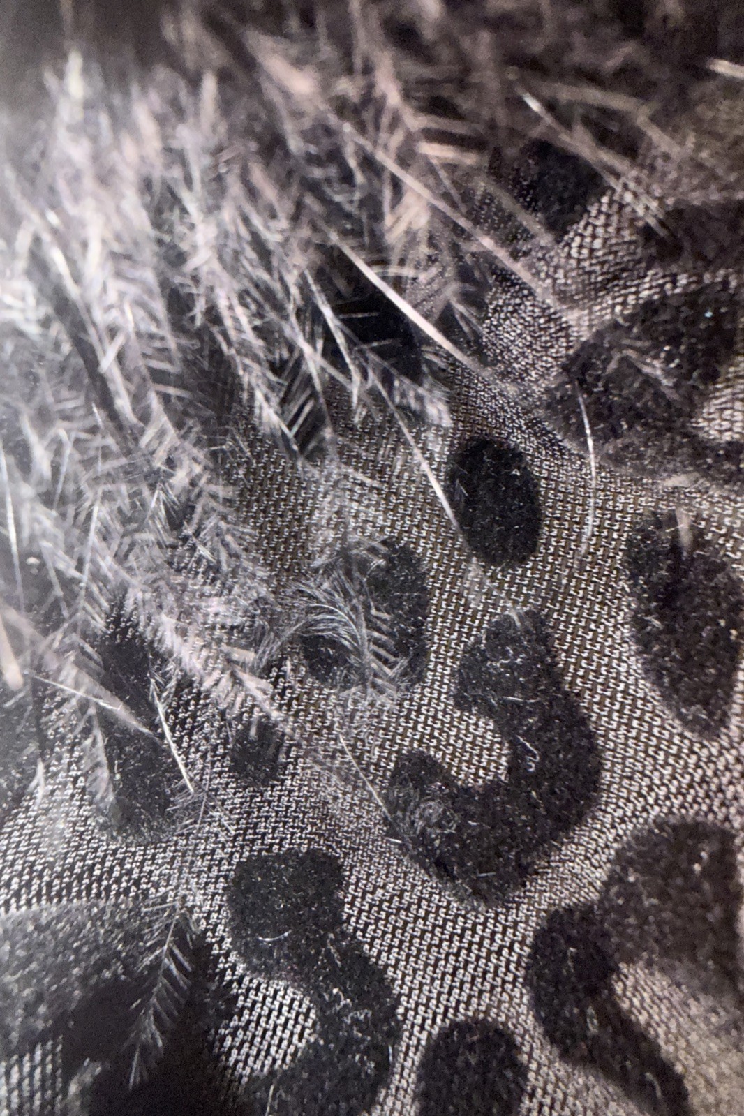 NWOT Women’s Black Meshed Leopard Print Feather Trimmed Stretchy Thong Panties M